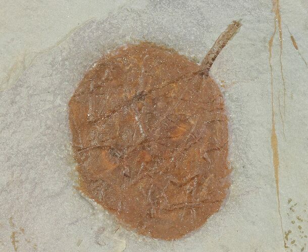 Detailed Fossil Leaf (Zizyphoides) - Montana #68291